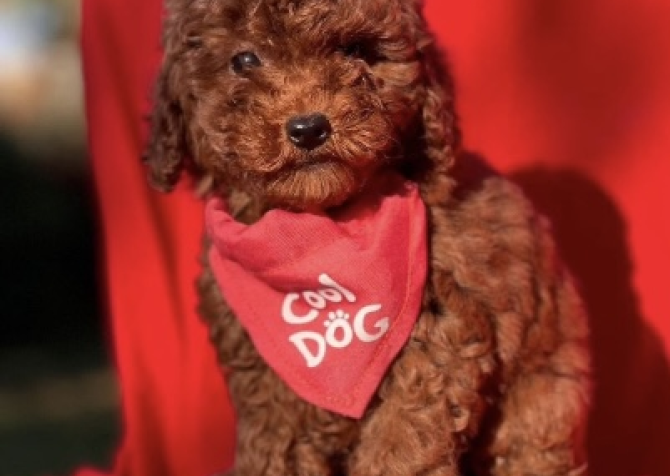 Dark brown poodle yavrular